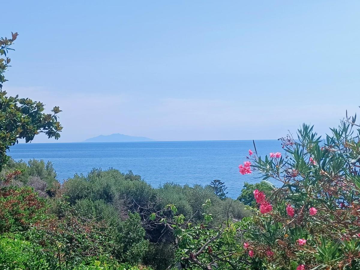 Villa Magnolia Santa-Maria-di-Lota Exteriér fotografie